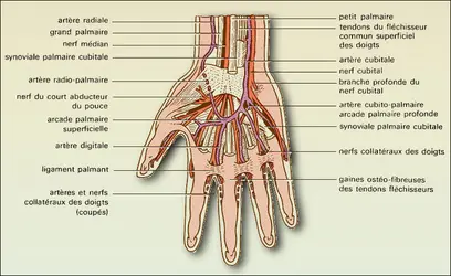 MAIN : Les vaisseaux, les nerfs et la peau de la main ...