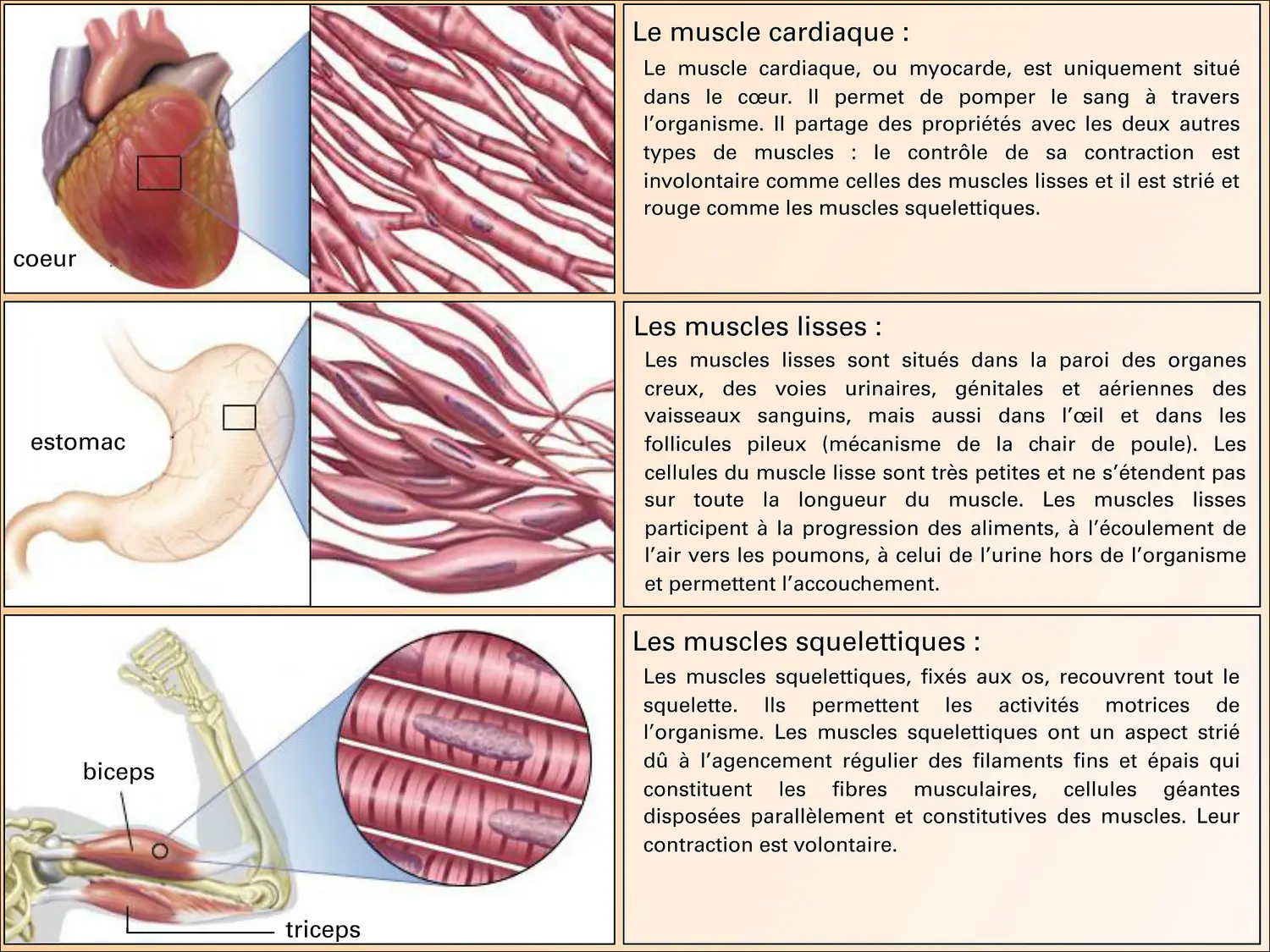 Localisation des différents tissus musculaires - Média ...