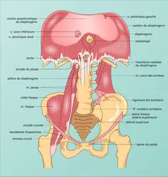 Paroi abdominale : muscles iliaques et lombaires - crédits : Encyclopædia Universalis France