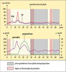 Les hormones du cycle menstruel sous pilule œstroprogestative - crédits : Encyclopædia Universalis France