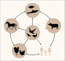 Grippe aviaire - crédits : Encyclopædia Universalis France